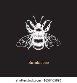 Bumblebee vector illustration on black background. Hand drawn sketch of honey bee in vintage style.