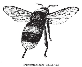 Bumblebee, vintage engraved illustration. Dictionary of words and things - Larive and Fleury - 1895.
