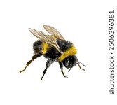 Bumblebee watercolor. Sitting insect. Vector illustration. For greeting cards, wedding invitations, large holiday and summer banners, posters.