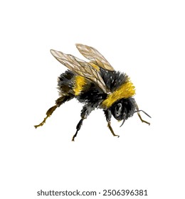 Bumblebee watercolor. Sitting insect. Vector illustration. For greeting cards, wedding invitations, large holiday and summer banners, posters.