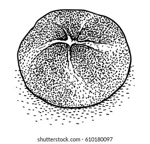 Bun illustration, drawing, engraving, ink, line art, vector