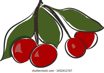 A bunch of 4 red cherries with 3 leaves, vector, color drawing or illustration.
