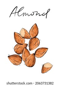 Conjunto de almendras, ilustración de vector de color