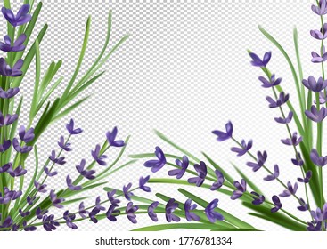 Bunch aroma lavender. Violet Lavender background. 3d realistic flower lavender. Fragrant lavender. Vector illustration