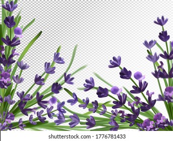Aroma-Lavendel-Strauß. Violett Lavendel Hintergrund. 3d realistischer Blumenlavender. Fragranate Lavendel. Vektorgrafik. 
