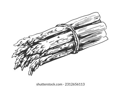 Bunch of asparagus isolated on white background. Black and white vegetable. Food drawn with hatching. Hand drawn asparagus. Sparrow grass sketch