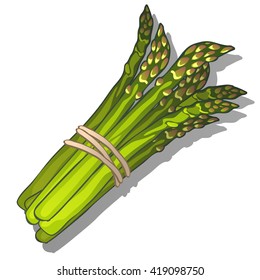 A bunch of asparagus. Vector illustration.