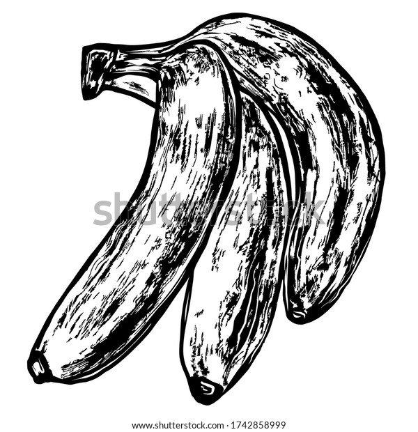 Bunch Banana Fruit Vector Sketch Illustration Stock Vector (Royalty ...