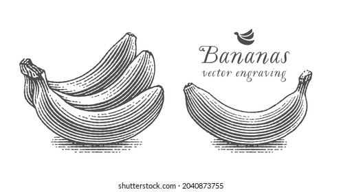 Bunch of bananas and banana. Hand drawn engraving style vector illustration.
