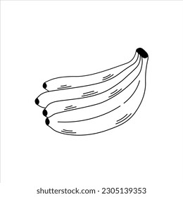 Bunch of bananas doodle. Hand drawn black line art banana vector illustration for banana flavor products design. Sweet fruit sketch