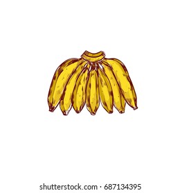 Bunch of Bananas. Fruits. Vector hand drawn colorful illustration. Cartoon, sketch style