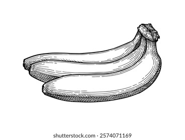 A bunch of bananas. Ink sketch isolated on white background. Hand drawn vector illustration. Retro style.