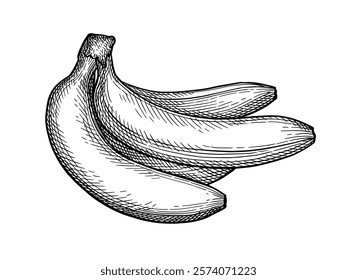 A bunch of bananas. Isolated ink sketch. Hand drawn vector illustration. Retro style.