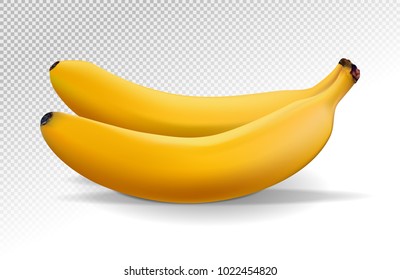 Bunch of bananas isolated on transparent background. Realistic fruits. Two ripe bananas. Vector illustration.