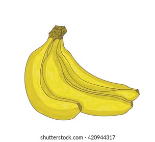Bunch of bananas isolated on white. Vector illustration.