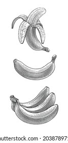 Bunch of bananas, peeled banana and banana. Hand drawn engraving style vector illustration.