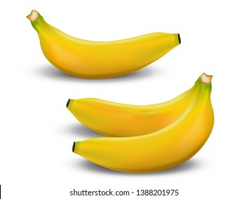 Bunch of bananas. Vector illustration.vector banana realestic fruit.
