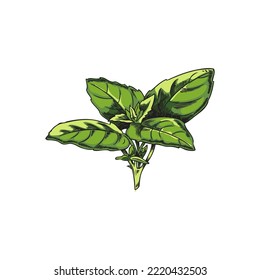 Bunch Of Basil Leaves, Hand Drawn Sketch Vector Illustration Isolated On White Background. Colored Drawing On Basil Herb With Vintage Engraving Texture.