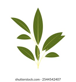 Um monte de folha de louro. Parte do meu conjunto plano de cores de 15 melhores ervas para cozinhar. Verde sobre um branco. Ervas aromáticas para carne, peixe, bebidas e coquetéis. Usado dev, app, design, web, ui, Advertising.Vetor 10 EPS