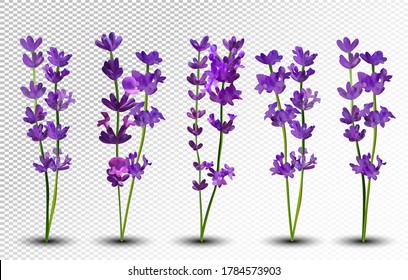 Bunch beautiful violet flowers. Lavender isolated on white background. Fragrant bunch lavender. Tender bouquet of lavender. 3d vector illustration