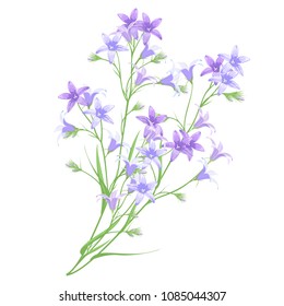 Bunch of bellflowers, hand drawn vector imitation of watercolor painting.