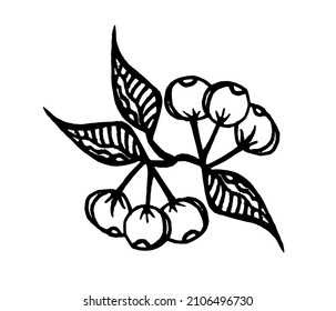 Bunch of berries, leaves on a branch, freehand drawing in black and white, for coloring, print and design