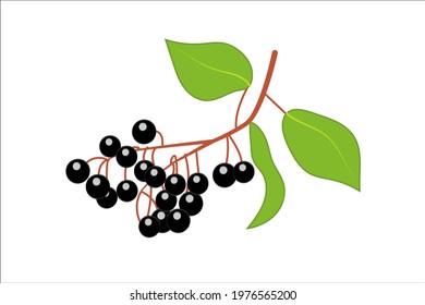 Bunch of bird cherry, branch with leaves and berries