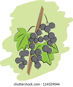 bunch of black currant on branch with green leaves vector illustration