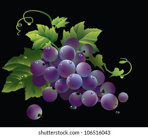 Bunch of black grapes - black background