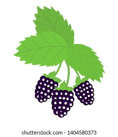 A bunch of blackberries on a white background. Vector illustration.