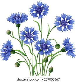 Bunch of blue cornflowers isolated on white.