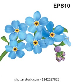 Bunch of blue forget me not flowers with leaves isolated on white background. Vector illustration