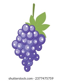 Bunch of blue grape isolated icon on white background. Vector illustration.