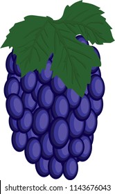 A bunch of blue grapes