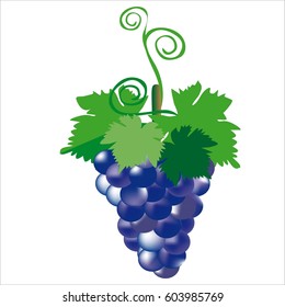A bunch of blue grapes
