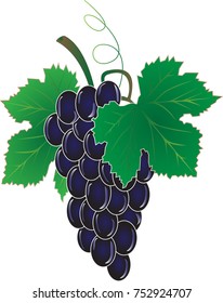 a bunch of blue grapes