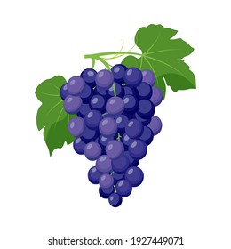 Bunch of blue grapes. Grape product, vector illustration isolated on white background.