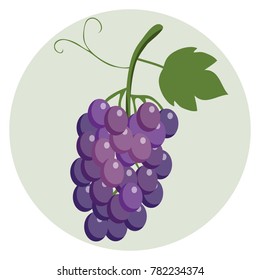 A bunch of blue grapes. Large berries of grapes on bunches. Grapes with a green leaf on a light green background. Flat design, vector illustration, vector.