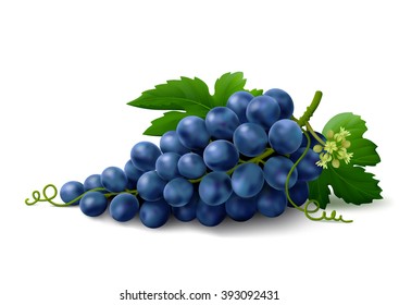 Bunch of blue grapes with leaves and flower isolated on white background. Vector illustration.