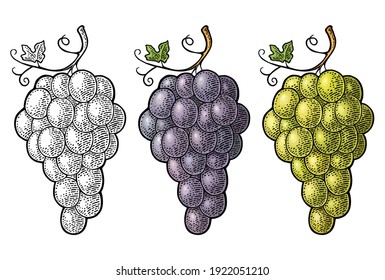 Bunch of blue and green table grapes. Vintage color and monochrome engraving vector illustration for label, poster, web. Isolated on white background. Hand drawn design element for label and poster