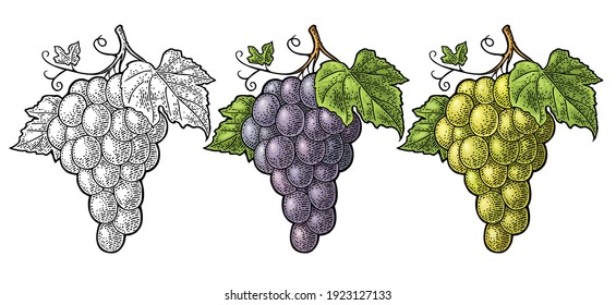 Bunch of blue and green table grapes. Vintage color and monochrome engraving vector illustration for label, poster, web. Isolated on white background. Hand drawn design element for label and poster