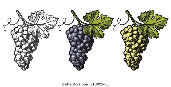 Bunch of blue and green table grapes. Vintage color and monochrome engraving vector illustration for label, poster, web. Isolated on white background.