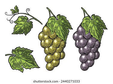 Bunch of blue and green table grapes. Vintage color and monochrome engraving vector illustration for label, poster, web. Isolated on white background. Hand drawn design element for label and poster