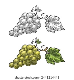 Bunch of blue and green table grapes. Vintage color and monochrome engraving vector illustration for label, poster, web. Isolated on white background. Hand drawn design element for label and poster