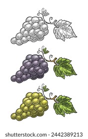 Bunch of blue and green table grapes. Vintage color and monochrome engraving vector illustration for label, poster, web. Isolated on white background. Hand drawn design element for label and poster
