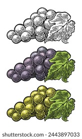 Bunch of blue and green table grapes. Vintage color and monochrome engraving vector illustration for label, poster, web. Isolated on white background. Hand drawn design element for label and poster