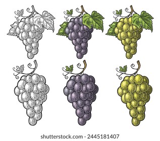 Bunch of blue and green table grapes. Vintage color and monochrome engraving vector illustration for label, poster, web. Isolated on white background. Hand drawn design element for label and poster