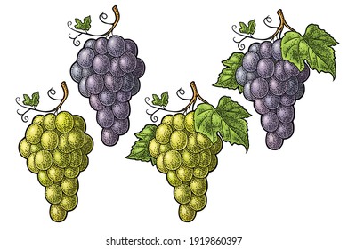 El conjunto de uvas de mesa azules y blancas. Ilustración vectorial de grabado de color vintage para etiquetas, afiches, web. Aislado sobre fondo blanco. Elemento de diseño dibujado a mano para etiqueta y afiche