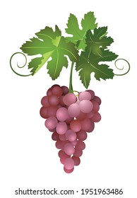 a bunch of brown grapes - vector