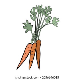 bunch of carrots with green tops on a white background.